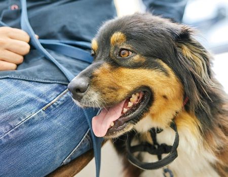 Chien d’assistance pour personne malentendante ou sourde